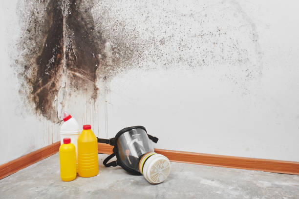 Best Health and Safety Mold Remediation in Thiensville, WI