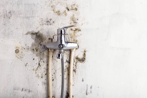 Best Industrial Mold Remediation in Thiensville, WI