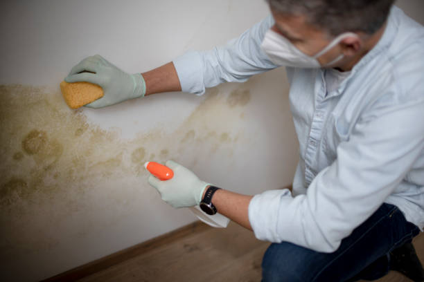 Best White Mold Remediation in Thiensville, WI