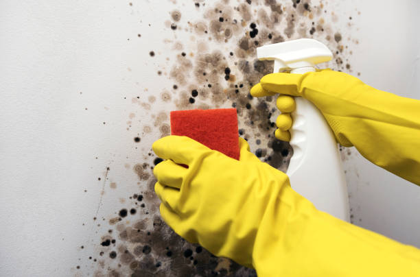 Best Basement Mold Remediation in Thiensville, WI